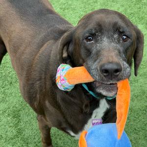 Dove, Retriever, Labrador, senior, available for adoption
