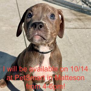 Bull, Terrier, Pit Bull, available for adoption