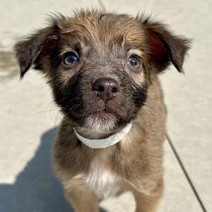 Lil, Mixed Breed (Medium), available for adoption