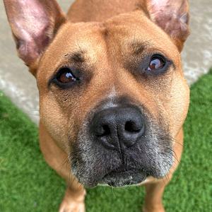 Atomic, Terrier, Pit Bull, adult, available for adoption