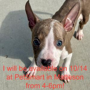A brown and white dog with blue eyes looking at the camera.
