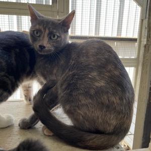 Charcoal, adult, available for adoption