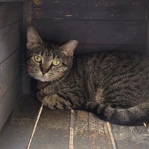 Lady, adult, available for adoption