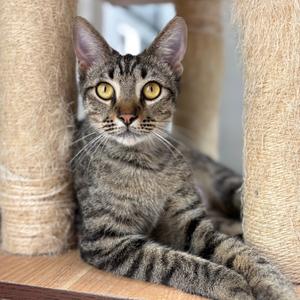 Leo, adult, available for adoption