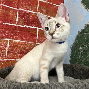 Grover, kitten, available for adoption