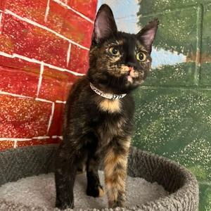 Blackberry, kitten, available for adoption