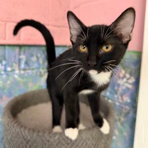 Demitrius, adult, available for adoption