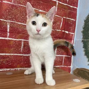 Becca, kitten, available for adoption