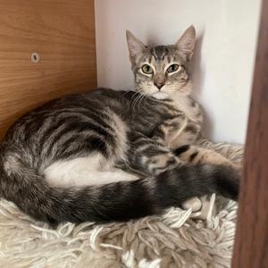Eda, adult, available for adoption