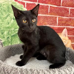 Anahi, adult, available for adoption
