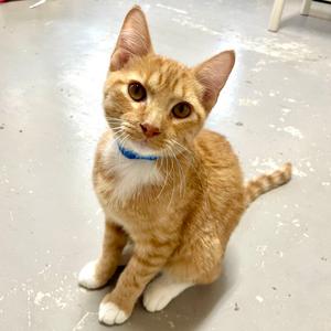 Garfield, kitten, available for adoption
