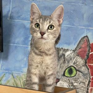 A gray tabby cat with green eyes sitting on a wooden surface in front of a painted mural of a cat.