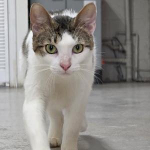 Buddy, adult, available for adoption