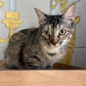 Gigi, adult, available for adoption
