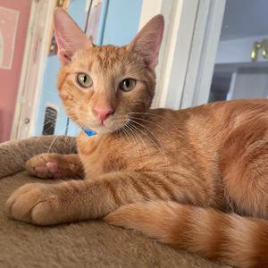 Clyde, adult, available for adoption