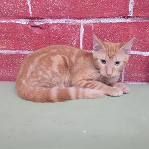 Clyde, kitten, available for adoption