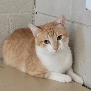 A ginger and white cat lying on a concrete surface next to a wall.