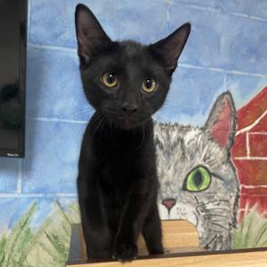 Camilo, kitten, available for adoption