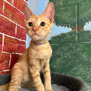 Chili, adult, available for adoption