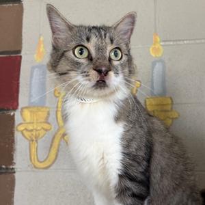 Kiwi, adult, available for adoption