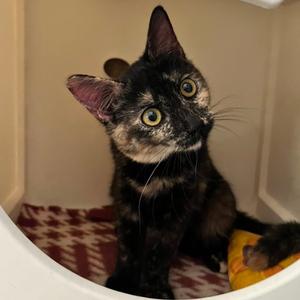 Cinnamon, adult, available for adoption