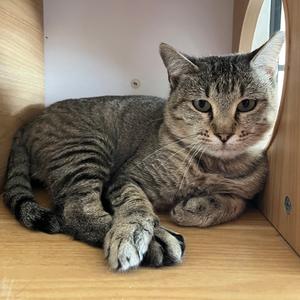 Carina, adult, available for adoption
