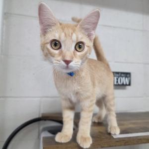 Beans, adult, available for adoption