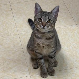 A gray tabby cat sitting on a tiled floor, looking up with wide eyes.