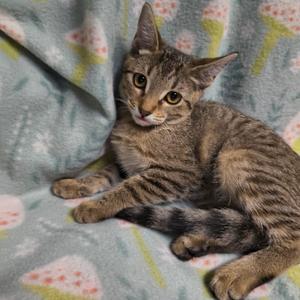 Blinky, kitten, available for adoption