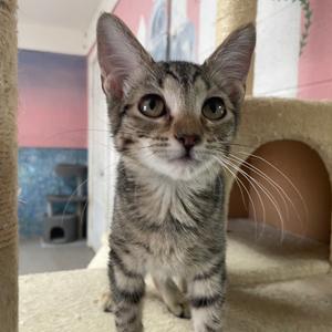 Elle, kitten, available for adoption