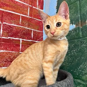 Habanero, adult, available for adoption