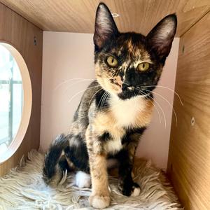 Galaxy, kitten, available for adoption