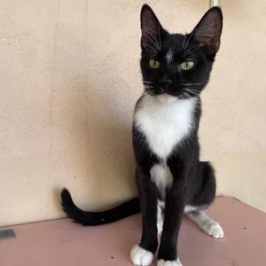 Diamante, adult, available for adoption