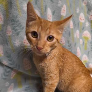 Diego, kitten, available for adoption