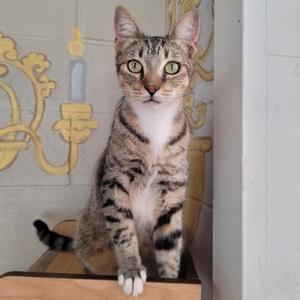 Bubba, adult, available for adoption