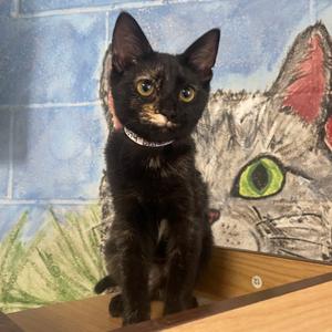 Chloe Jane, adult, available for adoption