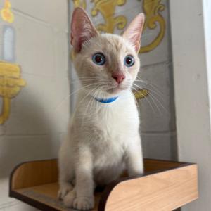 Coco, adult, available for adoption