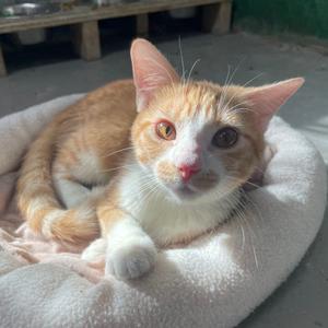 Buttercup, adult, available for adoption