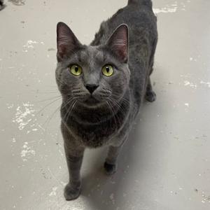 Fidel, adult, available for adoption
