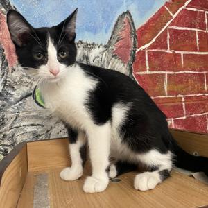Dustin, kitten, available for adoption