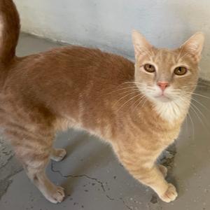 Chicken Nugget, adult, available for adoption