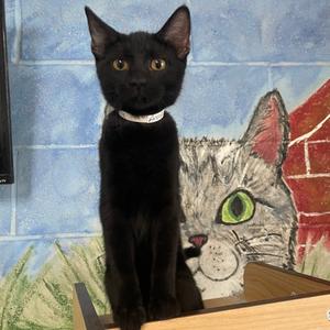 Anaya, adult, available for adoption