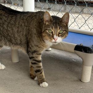 Hunter, adult, available for adoption