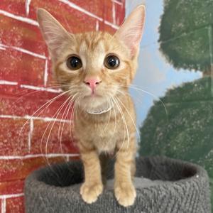 Bumblebee, kitten, available for adoption