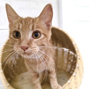 Estela, adult, available for adoption