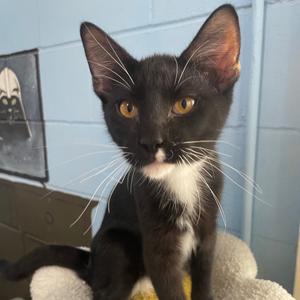 Emile, adult, available for adoption