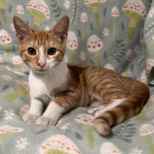 Betty, kitten, available for adoption