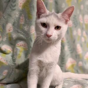 Fred, kitten, available for adoption