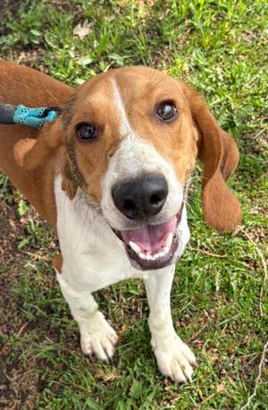 Jack, Beagle Mix, young, available for adoption