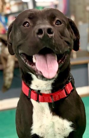 Who, Mixed Breed, adult, available for adoption